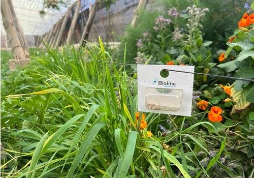 Bioline recomienda la implantación de plantas refugio para el control biológico de pulgón