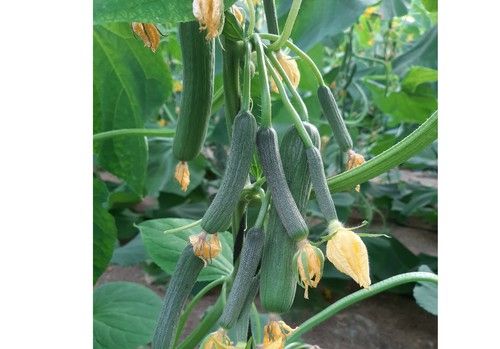 Isidro, un pepino de precocidad explosiva ideal para ciclos calurosos