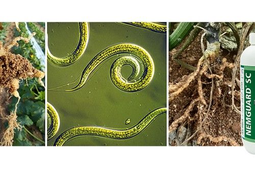 Nemguard® SC- Eficacia contrastada en el control de nematodos