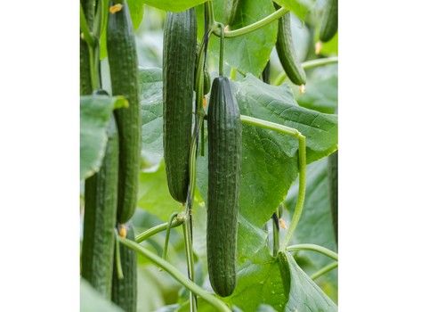 Izal, el pepino medio de Sakata para el agricultor más exigente