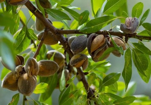 Los primeros días de recolección de la almendra apuntan descensos de hasta el 50% respecto a las previsiones de cosecha
