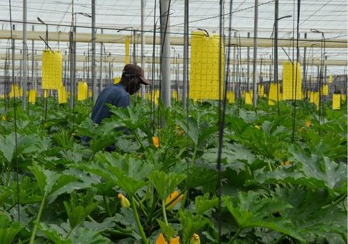 El sector agrícola de Almería fue el que más empleos generó en agosto