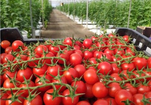 España y Holanda, principales damnificados por el fuerte retroceso de la producción comunitaria de tomate: un 13% menos en los últimos 5 años