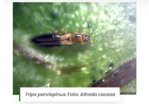 La Red de Alerta e Información Fitosanitaria de Andalucía publica medidas preventivas para el control de trips del tabaco 'Thrips parvispinus