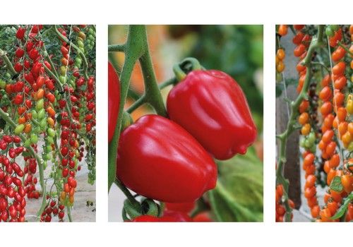 Harmoniz ofrece a los productores mantener su competitividad