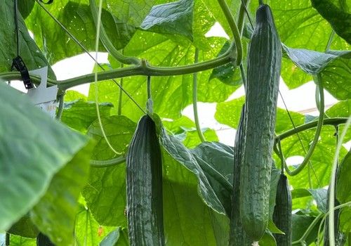 Herogra Fertilizantes da las claves para una fertilización eficaz del cultivo de pepino en invernadero