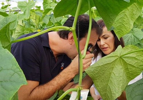 Las 10 razones de Bioline Iberia para apostar por el control biológico en pepino