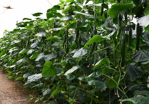 Otoño ‘demoledor’ con los pepinos Siriana y Viggo de Syngenta