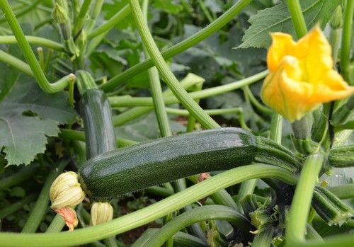 El calabacín andaluz de segundas categorías vuelve al mercado