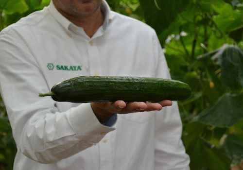 Sakata adquiere Sana Seeds Impulso a la I+D y a la actividad empresarial del pepino  en la región EMEA