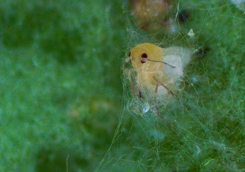 Mycotal®, el bioinsecticida más agresivo contra la mosca blanca