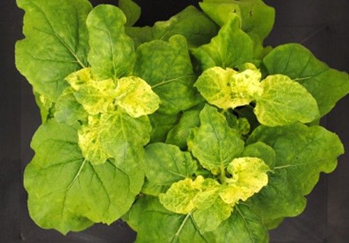 Crean nuevos tratamientos para inactivar genes de plantas de forma selectiva, continuada y no transgénica