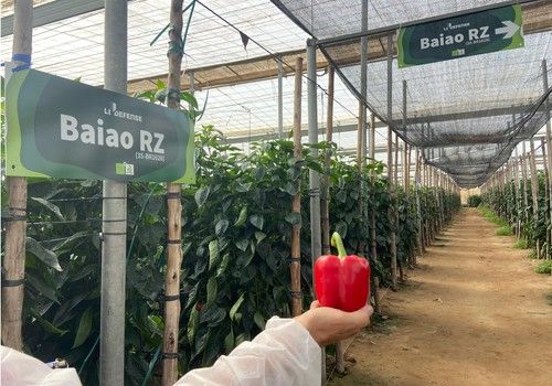 Rijk Zwaan presenta Baiao RZ, máxima resistencia a oídio con fruta de elevada calidad