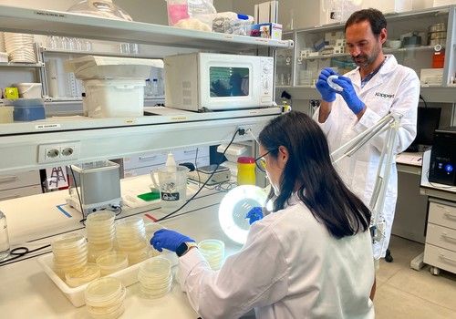  Koppert ensaya insectos más agresivos frente a la nueva raza de pulgón verde