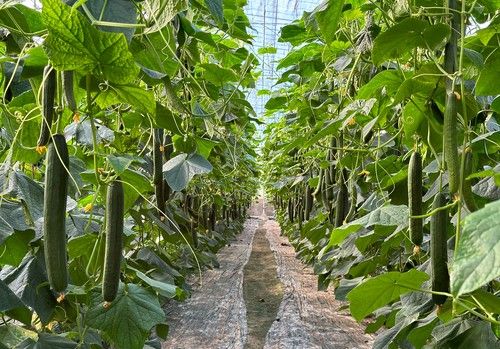 Los productores de Almería destacan la calidad, producción y resistencia a CGMMV de Nairobi