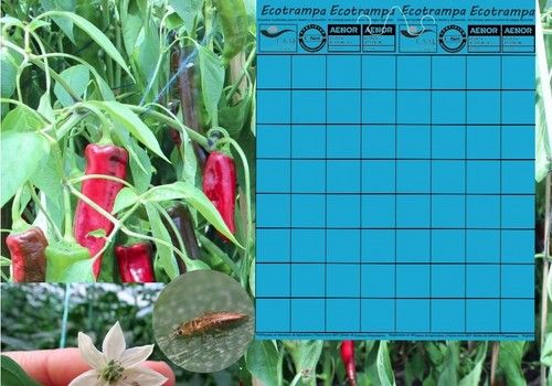 Las placas azules de Ecotrampa son el mejor aliado frente al Thrips parvispinus