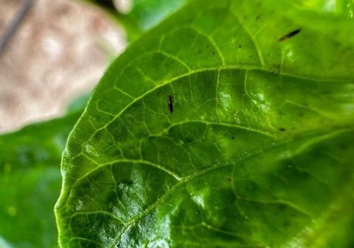 Los agricultores, indefensos ante las plagas