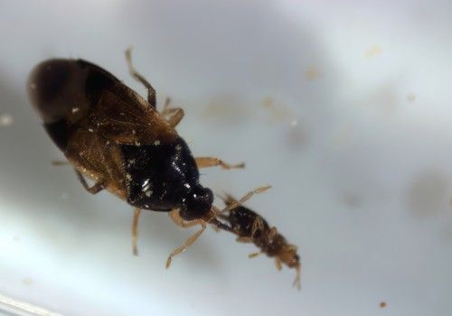 Bioline ofrece su exitosa estrategia de control biológico ante el Thrips parvispinus