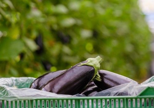 La berenjena andaluza de segundas categorías vuelve al mercado