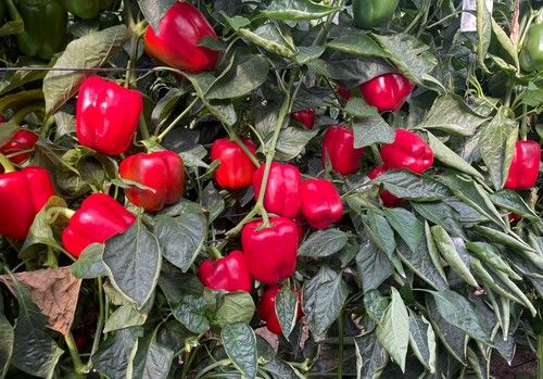 Syngenta muestra en Berja Bokken y Norris, sus pimientos California para temprano con excelente cuaje con calor