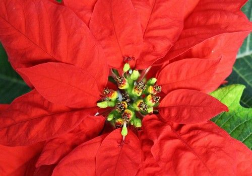 Los formatos más pequeños marcan tendencia en la campaña de Flor de Pascua de esta Navidad