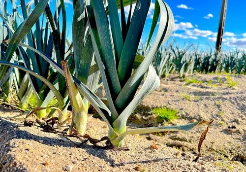 Cuidar el suelo y el agua para asegurar un mañana sostenible
