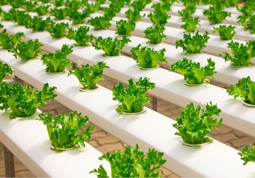 Fertilización en cultivos hidropónicos y semi hidropónicos de la mano de Herogra Especiales
