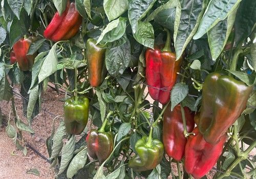 Ramiro Arnedo ‘saca músculo’ con Palomeque, su variedad de pimiento lamuyo
