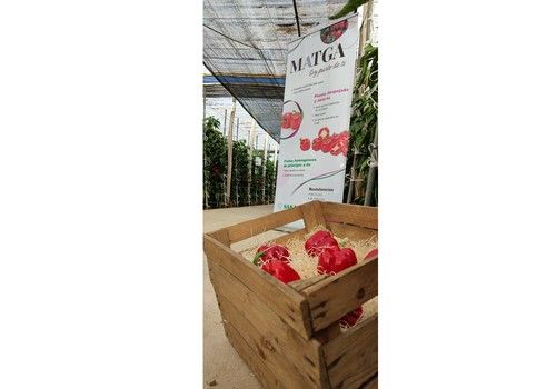 Sakata presenta Matga, el California que los almerienses estaban esperando
