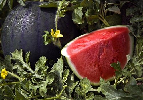 Semillas Fitó innova en melón y sandía para cumplir con las demandas actuales y futuras de la cadena