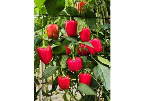 Maknate, la variedad de Origene Seeds con buenos resultados en producción y gran calidad de fruto