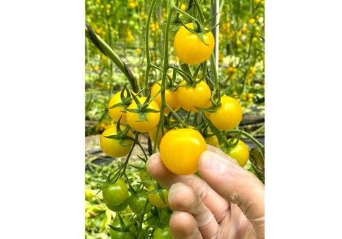 Arondir da la bienvenida a Kuniko, el cherry amarillo único de Top Seeds