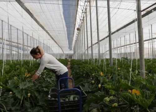 ASAJA-Almería destaca que una nueva subida del Salario Mínimo Interprofesional incrementará aún más los costes de producción agrarios