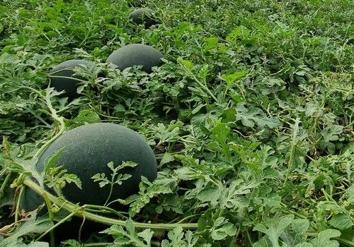Las previsiones apuntan a un descenso del 10% de la superficie de sandía la próxima primavera