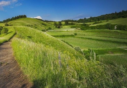 La convocatoria para la presentación de los programas de promoción agroalimentaria cofinanciados por la UE comienza este jueves