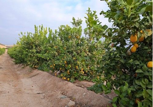 ASAJA Almería estima una caída del 5% de la producción de cítricos respecto a las previsiones iniciales