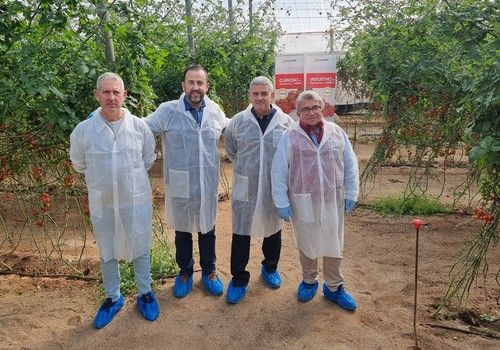 Los tomates cherry Intuitivo y Curioso muestran en Níjar su precocidad, resistencias y calidad de fruto