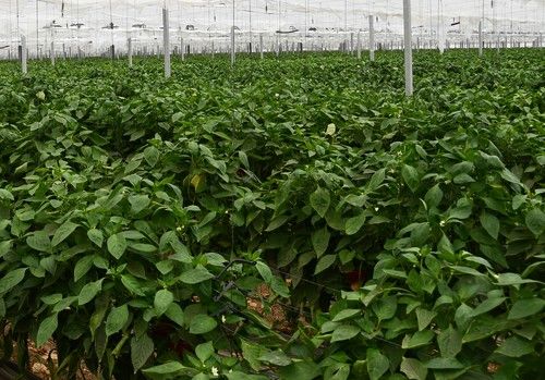 La Junta muestra su satisfacción por la reapertura de la campaña de exportación de pimientos a Estados Unidos