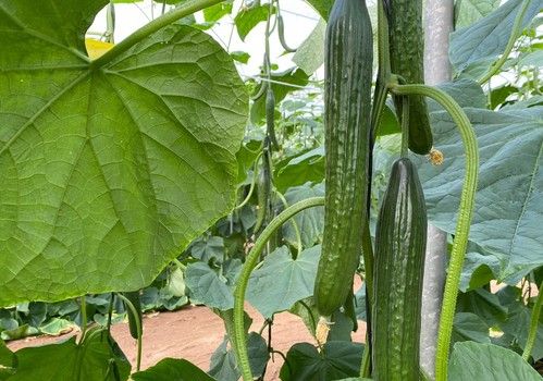 Tomate y el pepino Almería, los más afectados por la bajada de cotizaciones de este enero