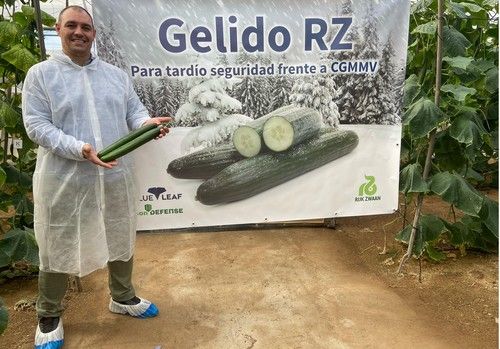 Rijk Zwaan aporta seguridad en tardío frente al CGMMV con Gelido RZ, el nuevo pepino holandés del concepto blueleaf