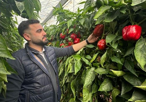 Berja acoge las jornadas de Vilmorin-Mikado con su variedad de California rojo Ingenyo F1 como protagonista