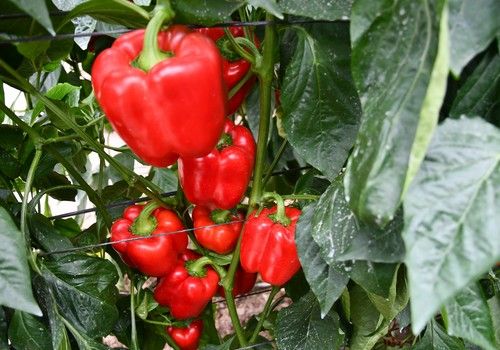 Arkos, una variedad pensada para toda la cadena de alimentación