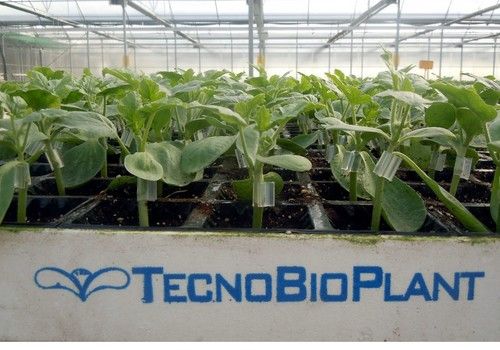 Calidad y excelencia definen el trabajo realizado en Tecnobioplant