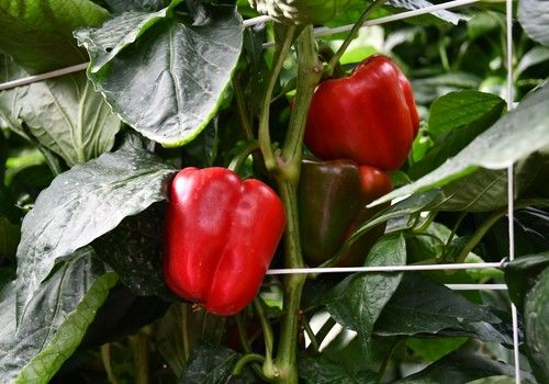 Corozal da la talla ante la ceniza en siembras tempranas