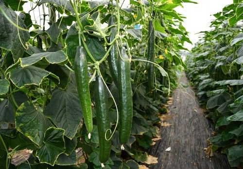 Calidad, kilos y resistencias se aúnan en Bazán, el pepino Almería para tardío de Sur Seeds