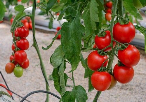 CapGen Seeds realiza una fuerte apuesta por la innovación con una gran inversión en su Centro de Investigación