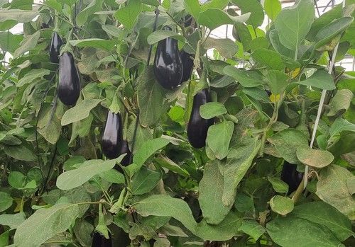 HORTYFRUTA activa de nuevo la Extensión de Norma de Calidad para berenjena