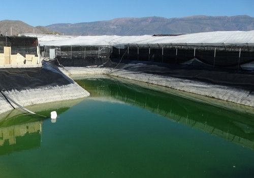 Tres años de prisión para el presidente de los regantes de 'Cuatro Vegas' por usar agua mal depurada y extracciones ilegales