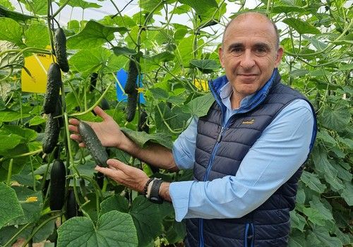 Dronne y Clarice llegan al catálogo de pepino francés de Nunhems con resistencia a CGMMV