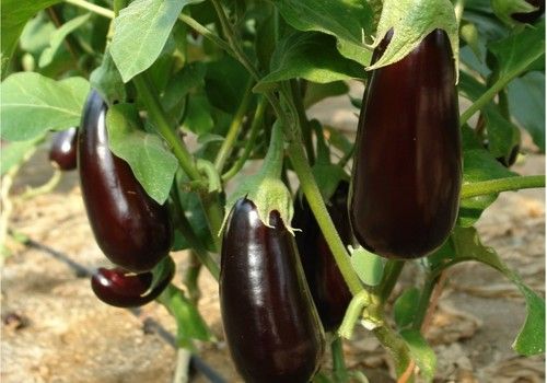 La berenjena andaluza de segunda categoría vuelve al mercado